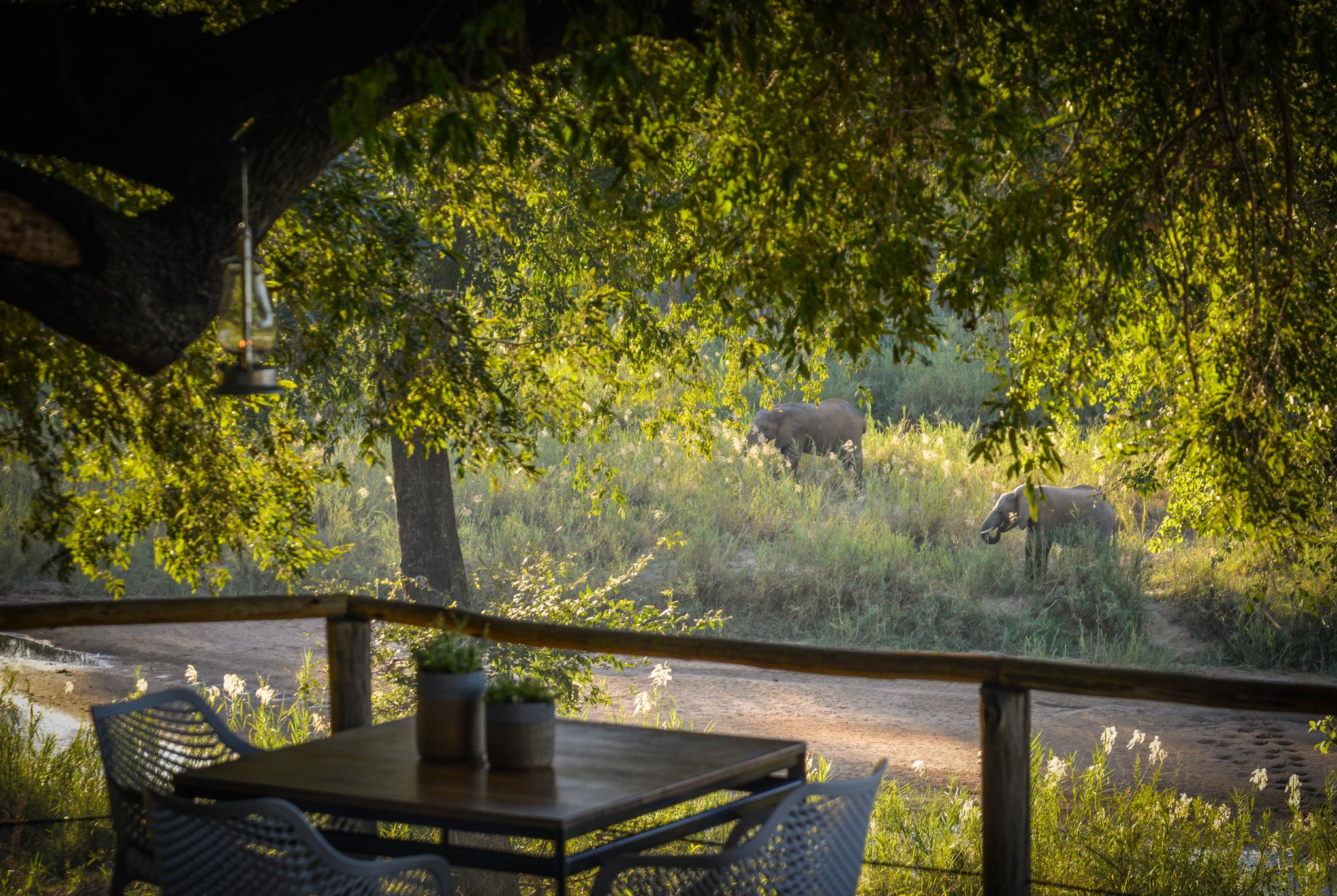 Lion Sands Narina Lodge Sabi Sand Game Reserve Dış mekan fotoğraf