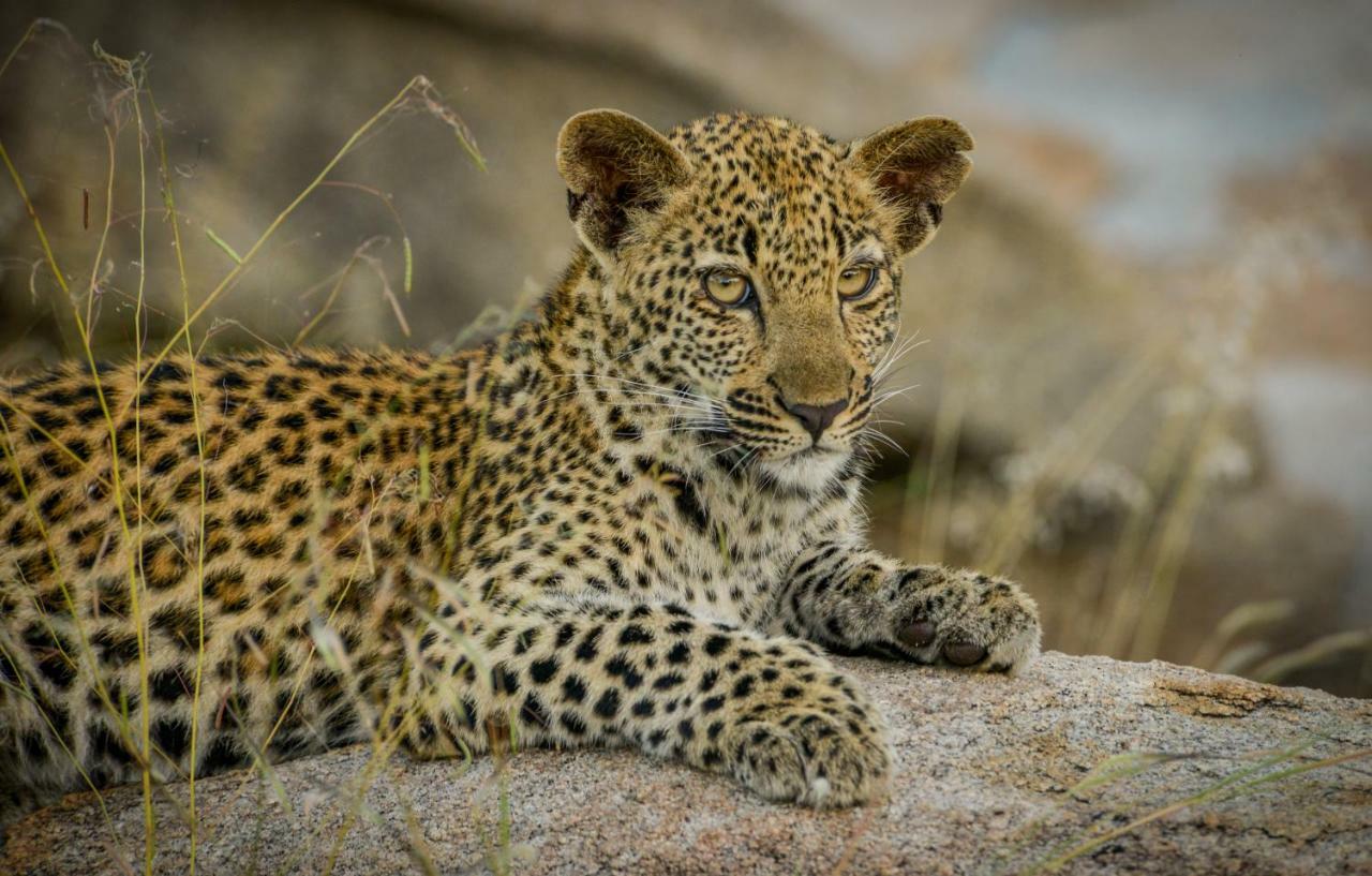 Lion Sands Narina Lodge Sabi Sand Game Reserve Dış mekan fotoğraf
